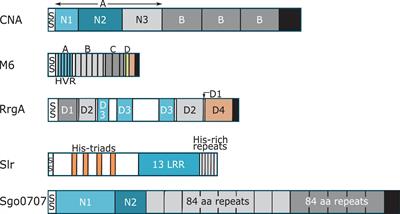 Collagen Binding Proteins of Gram-Positive Pathogens